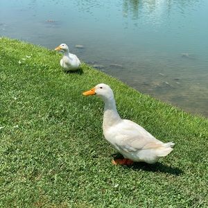 Meet your Posher, Michaela